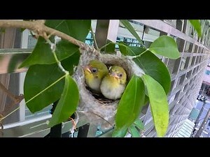 綠繡眼 孵化